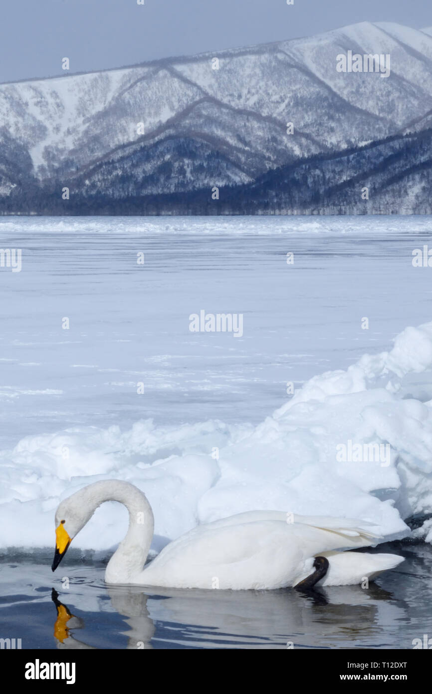 Whooper Swan (Cygnus Cygnus) nuotare in un buco nel ghiaccio del Lago ghiacciato di Kussharo Foto Stock