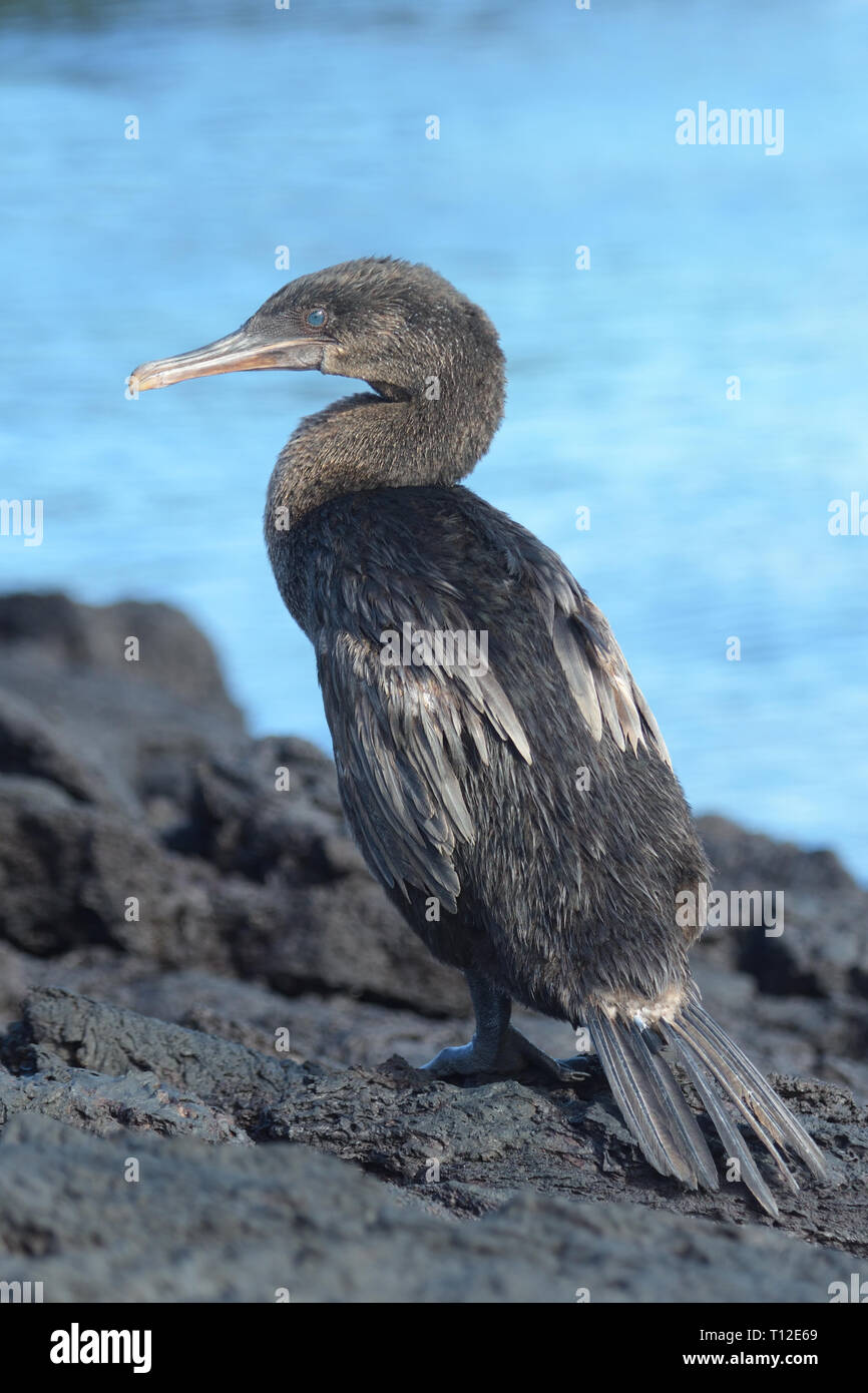 Flightless cormorano (Phalacrocorax harrisi) su Isabella Isola Foto Stock