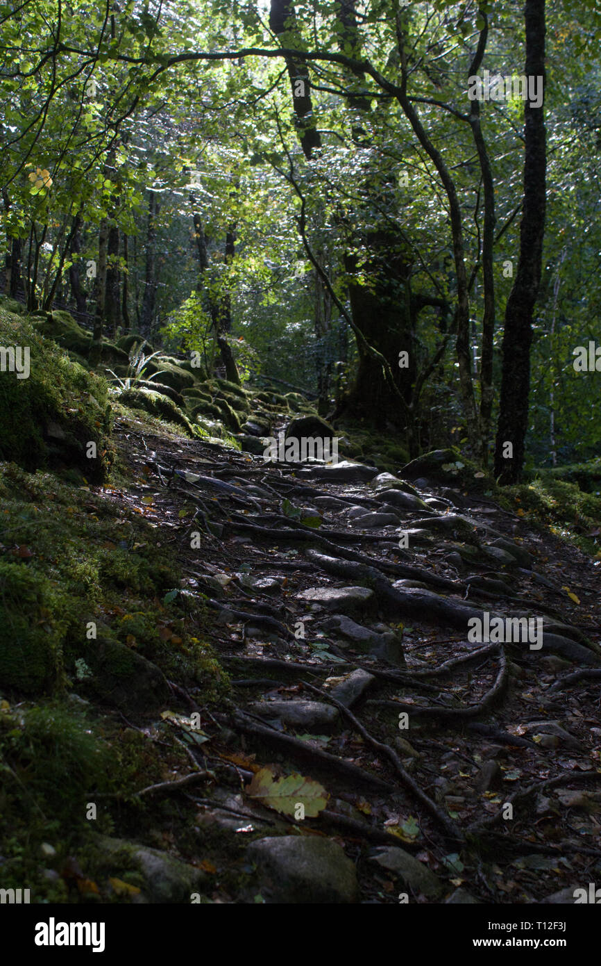 Sentiero attraverso boschi di gallese, Snowdonia Foto Stock