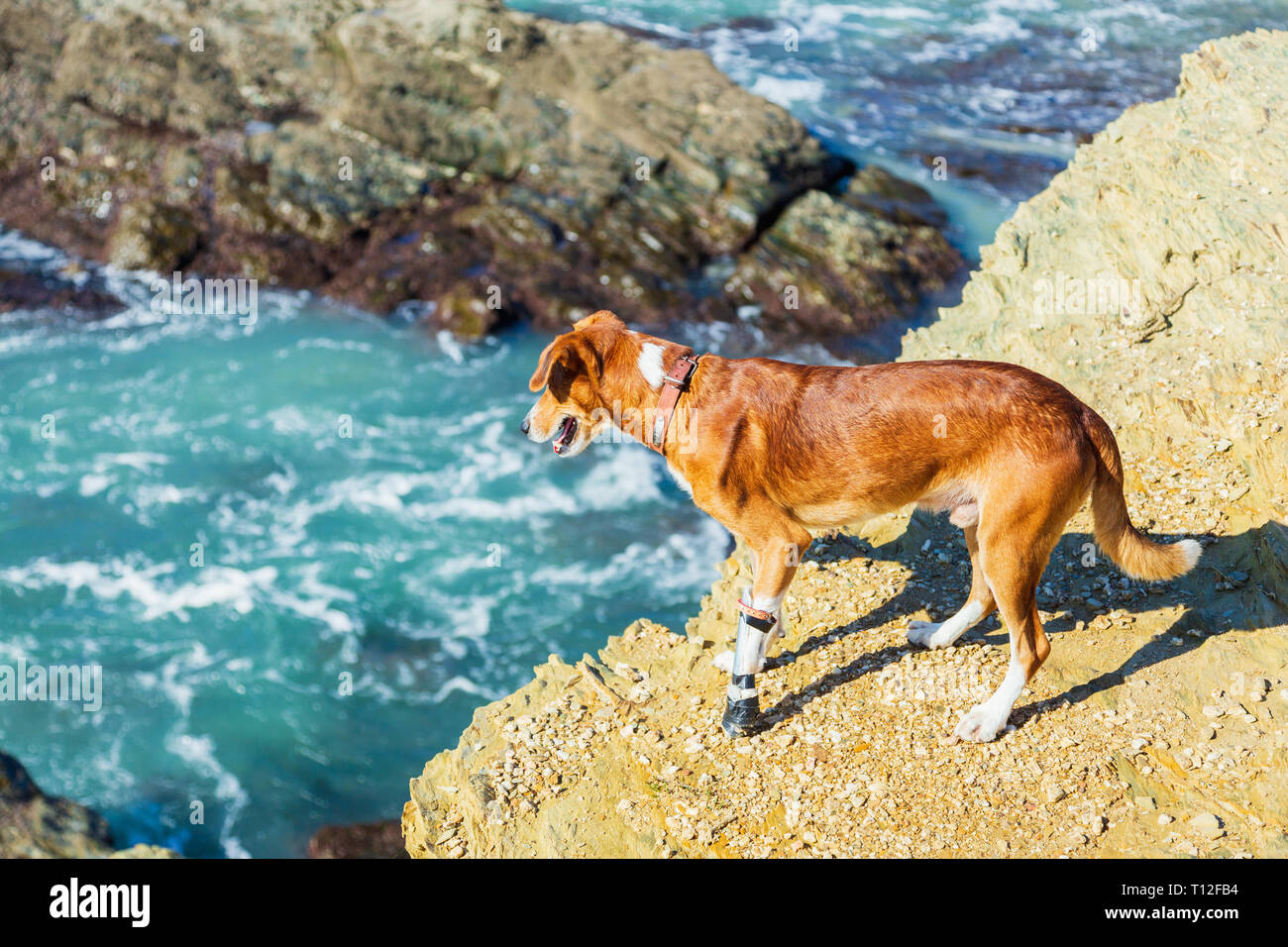 Cane guarda al mare tempestoso da alta roccia, cane di salvataggio Foto Stock