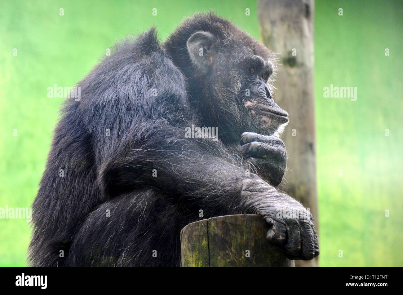 Un pensiero di scimmia con la mano al mento Foto Stock