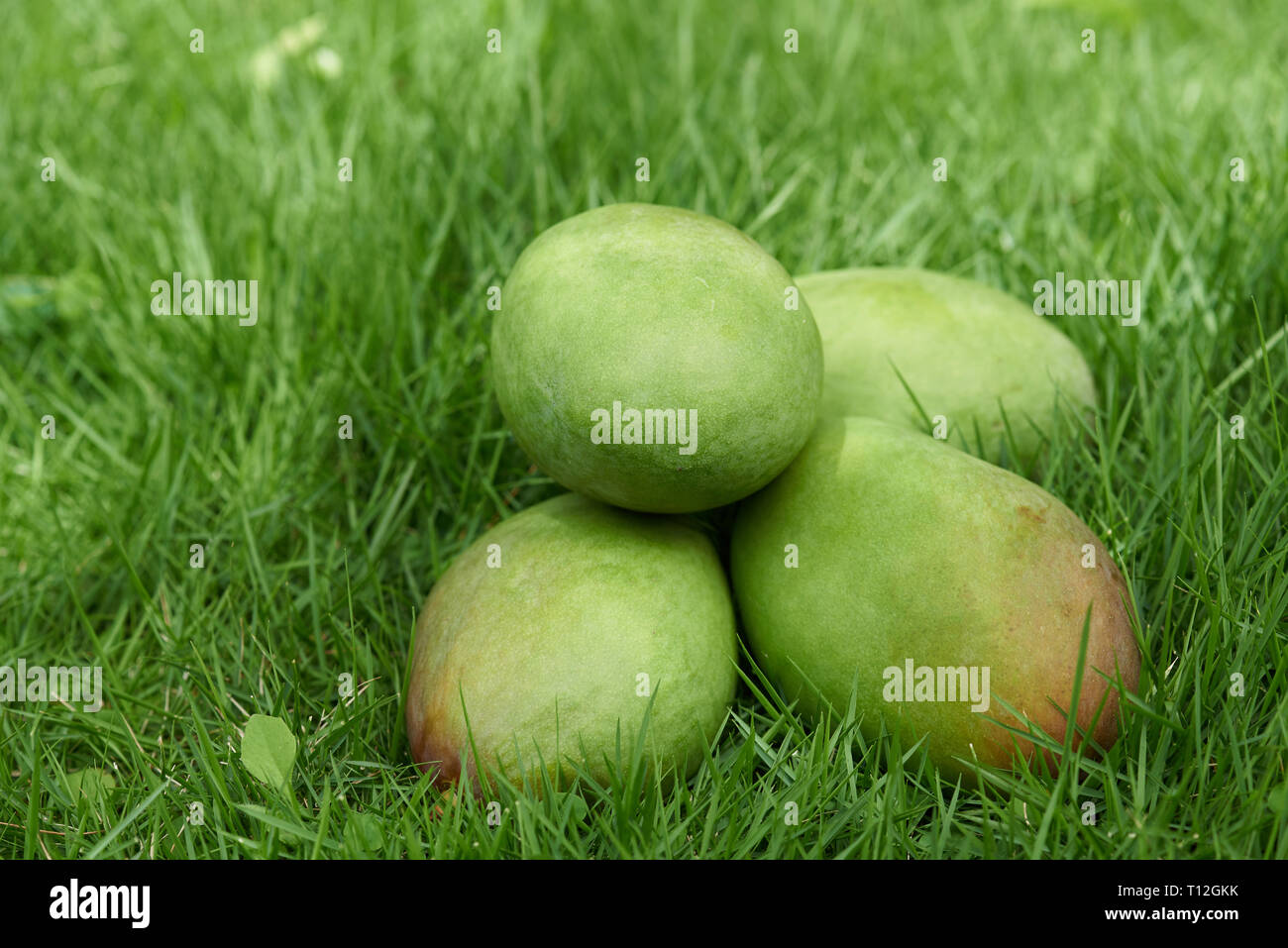 Mango sul giardino esterno verde erba giornata di sole in background Foto Stock