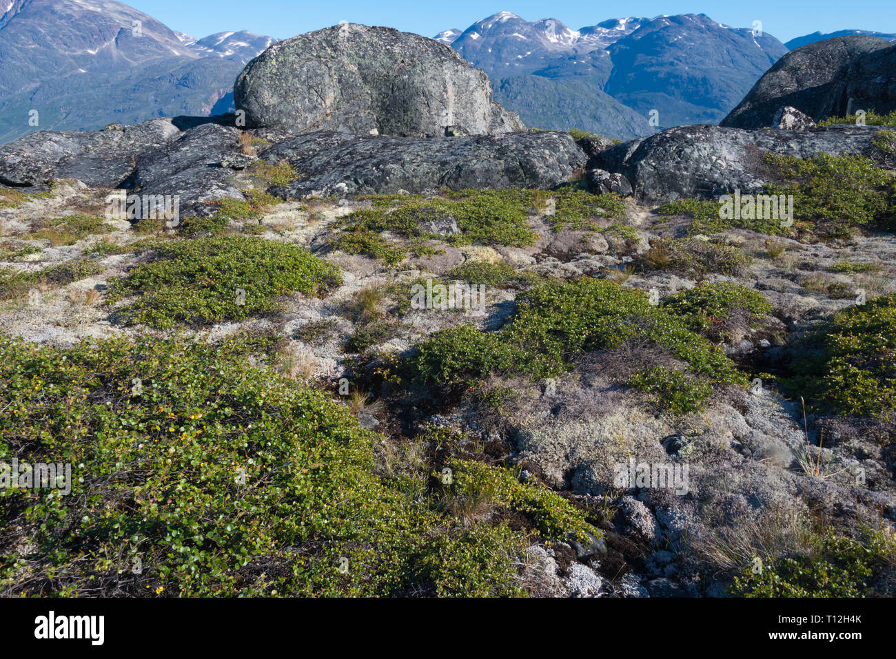 Moss crescono sulle rocce della montagna, Narsarsuaq, Groenlandia Foto Stock