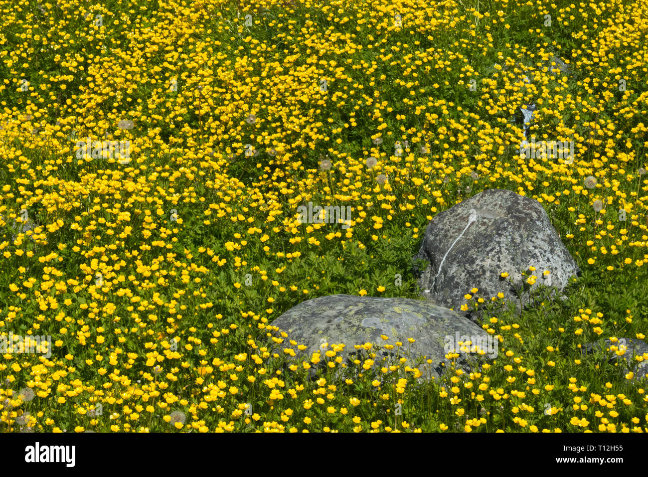 Fiore giallo la copertura del terreno, Artic root (Rhodiola rosea), Nuuk, Groenlandia Foto Stock