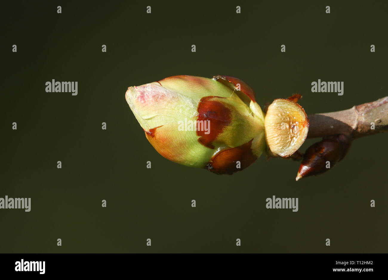 La gemma di un cavallo Castagno (Aesculus hippocastanum) apertura nel sole di primavera. Foto Stock