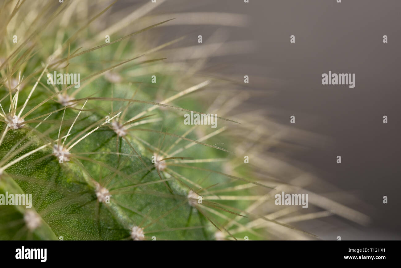 Immagine macro di un cactus Foto Stock