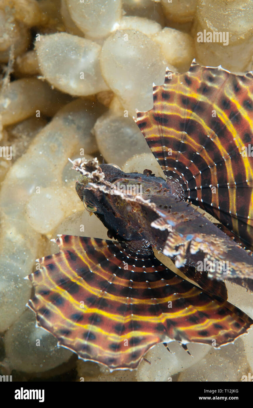 Leone Illex, Dendrochirus brachypterus, visualizzazione a ventaglio pinne pettorali tra uova di calamari, aria Bajo sito di immersione, Lembeh Straits, Sulawesi, Indo Foto Stock