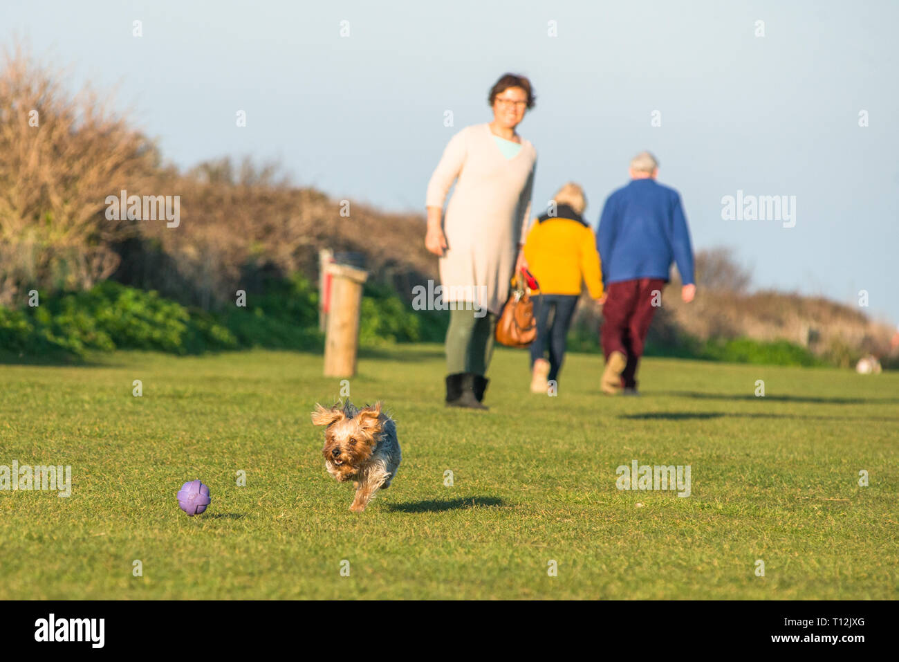 Carino giocoso Yorkshire Terrier catturati in azione su Hunstanton verde sopra le scogliere sulla Costa North Norfolk, East Anglia, Inghilterra, Regno Unito. Foto Stock