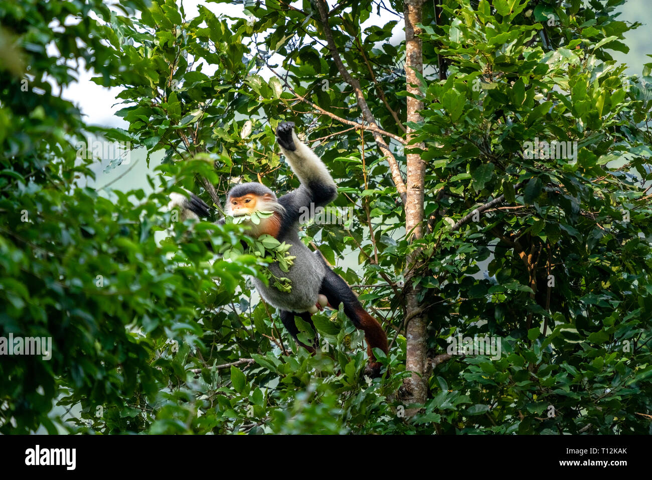 Marrone-shanked douc langur con un salto su un albero, noto anche come pygathrix nemaeus o ' Voọc ' . Animali rari nel figlio tra la penisola, Da Nang, Vietnam Foto Stock