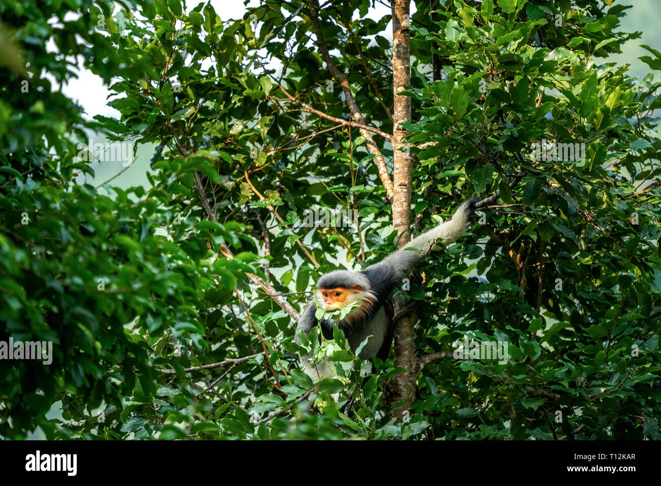 Marrone-shanked douc langur con un salto su un albero, noto anche come pygathrix nemaeus o ' Voọc ' . Animali rari nel figlio tra la penisola, Da Nang, Vietnam Foto Stock
