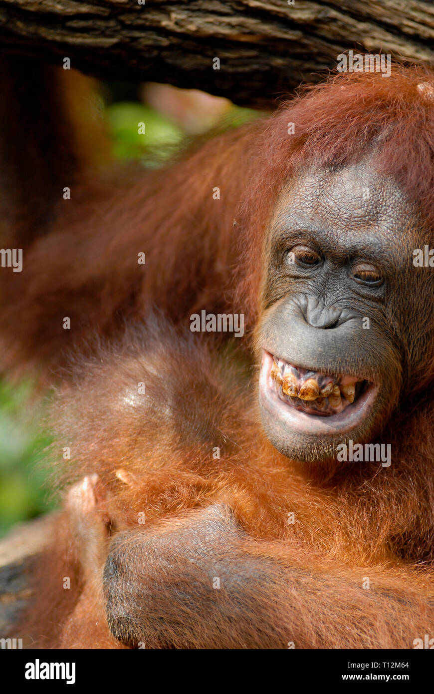 Primo piano di un orangutan sbizzarro allo Zoo di Singapore Foto Stock