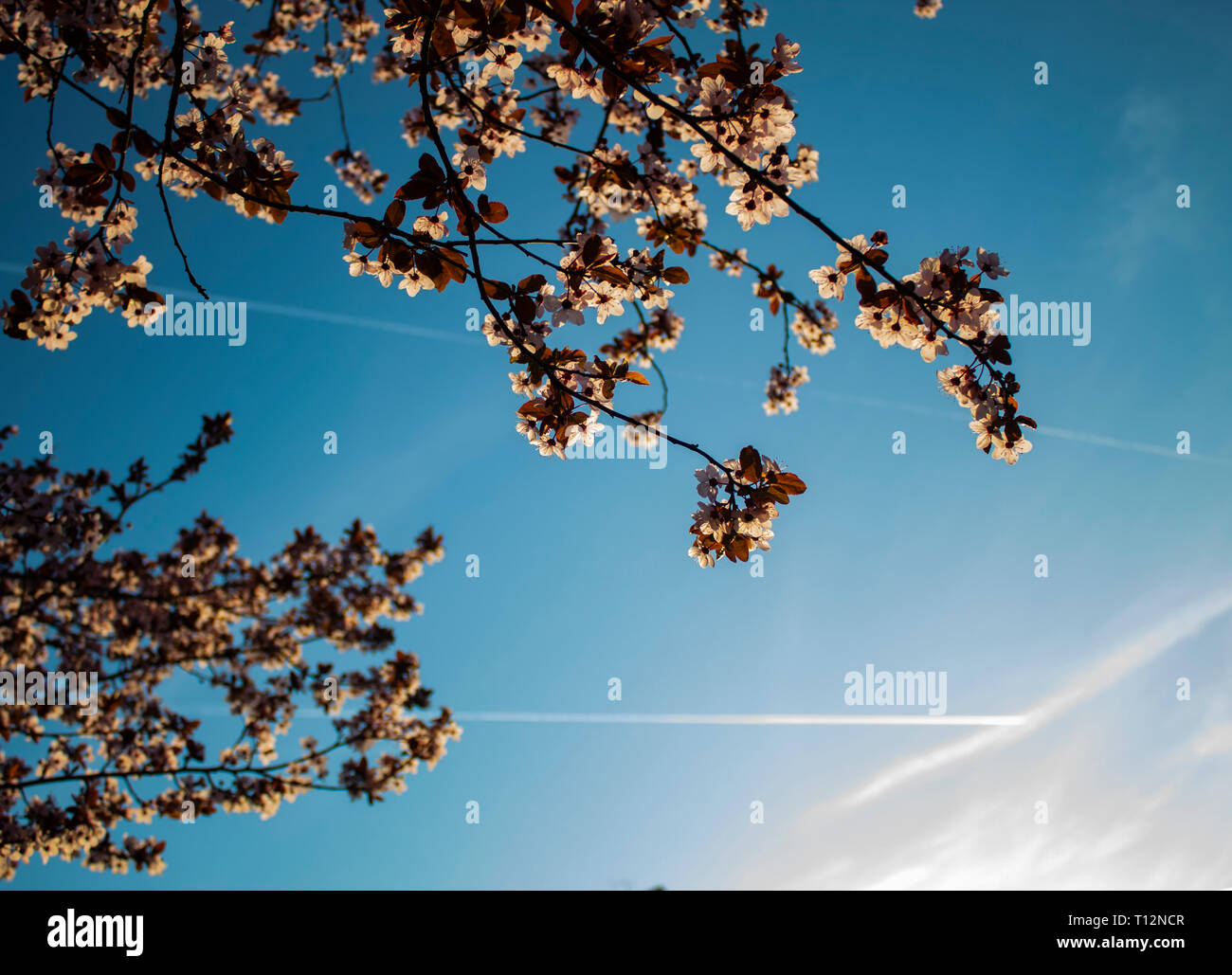 Cielo blu sullo sfondo Foto Stock