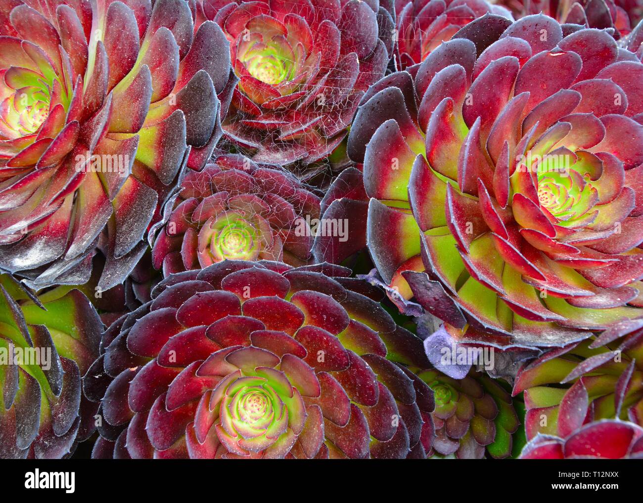 Rosa nero (Aeonium Zwartkop) Piante succulente Foto Stock