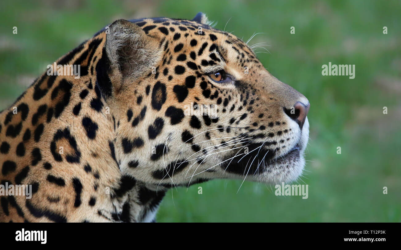 Visualizzazione verticale di una Jaguar (Panthera onca) Foto Stock