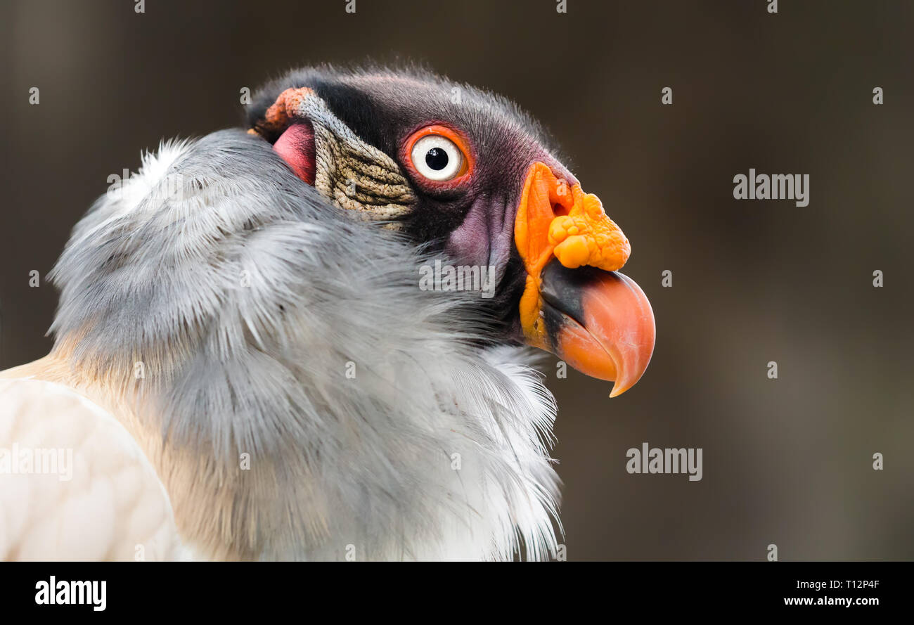 Vista ravvicinata di una King Vulture (Sarcoramphus papa) Foto Stock