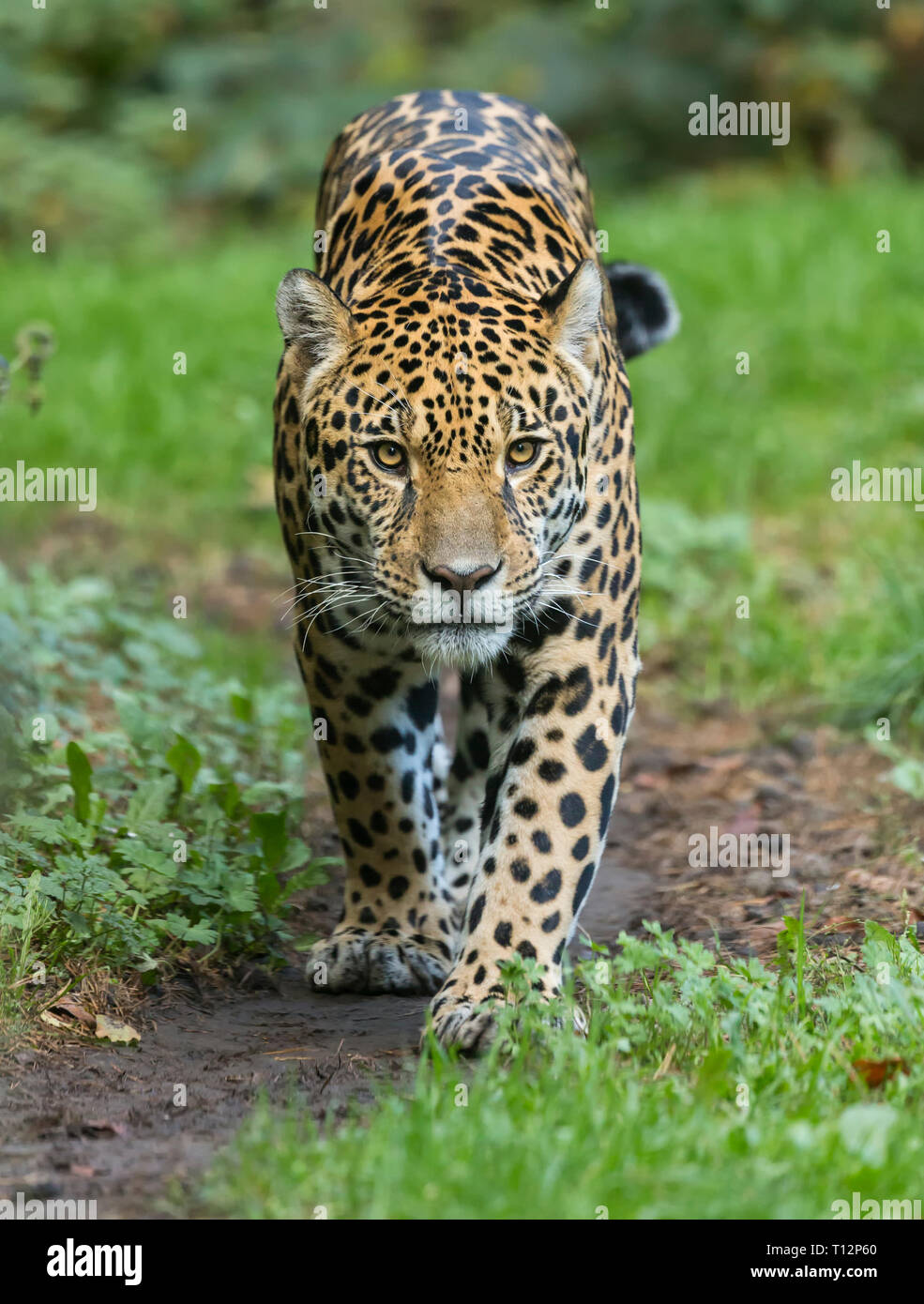 Vista frontale di una Jaguar (Panthera onca) Foto Stock