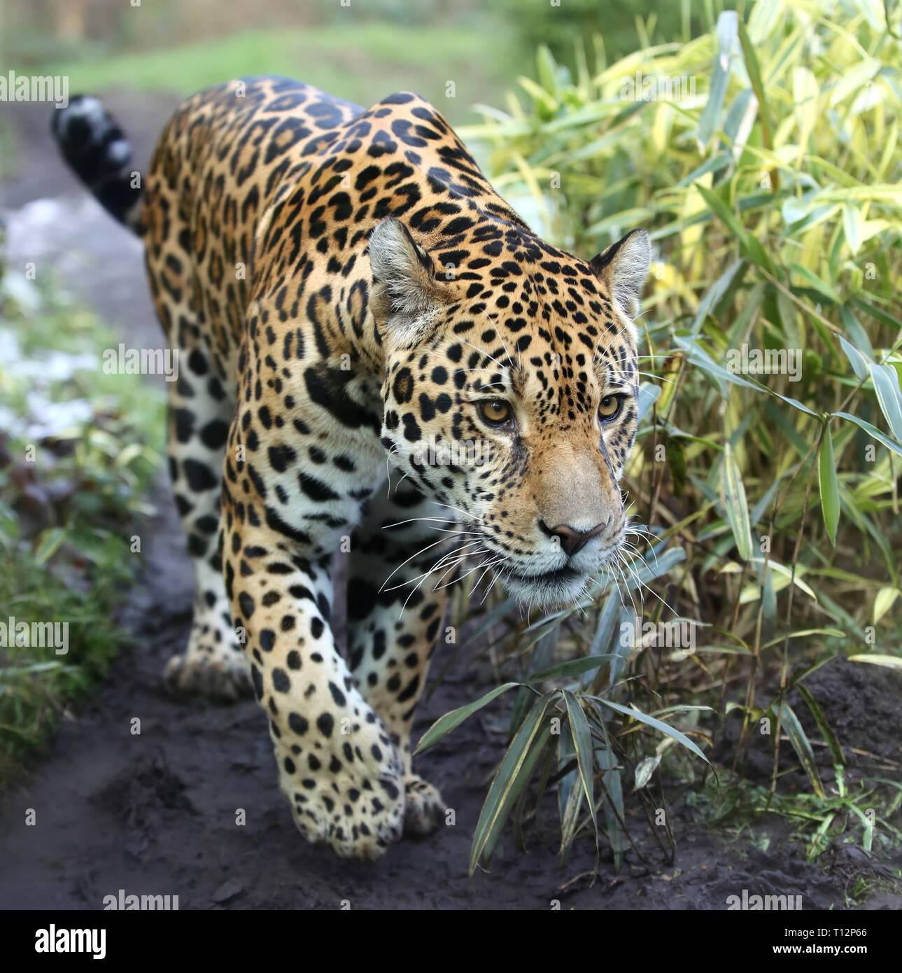 Vista ravvicinata di una Jaguar (Panthera onca) Foto Stock