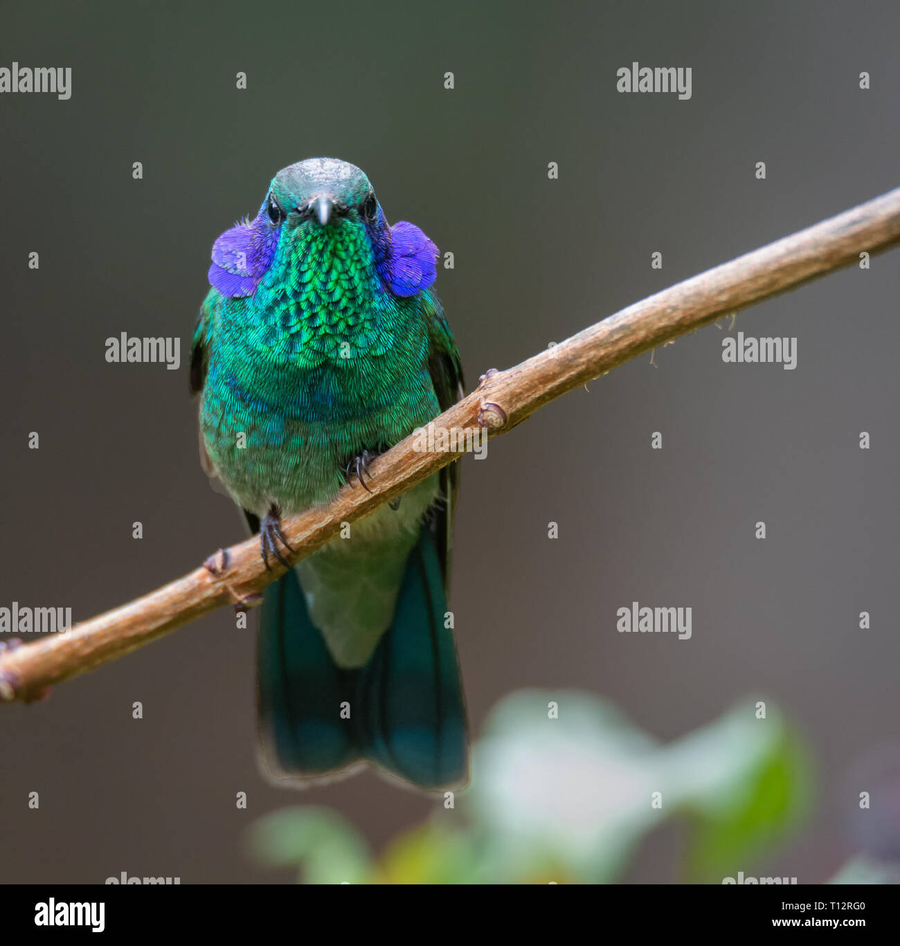 Con spalle gettato in avanti il viola le piume di una minore Violetear hummingbird telaio una coppia di occhielli beady fissando dritto Foto Stock