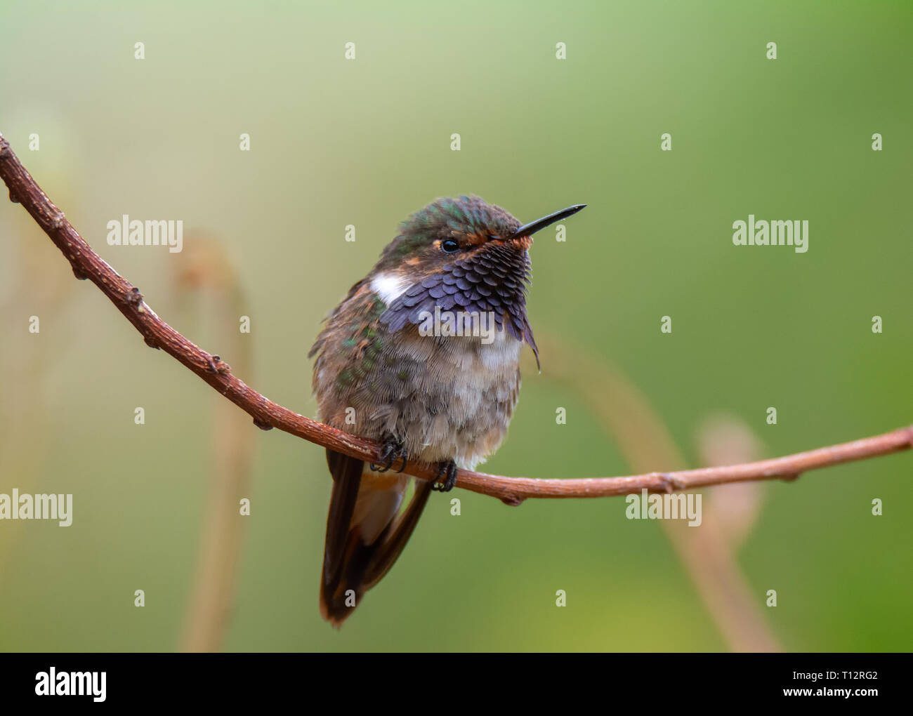 Con gola lucidata fuori la copertura viola le piume di un vulcano maschio Hummingbird formano un triangolo Foto Stock