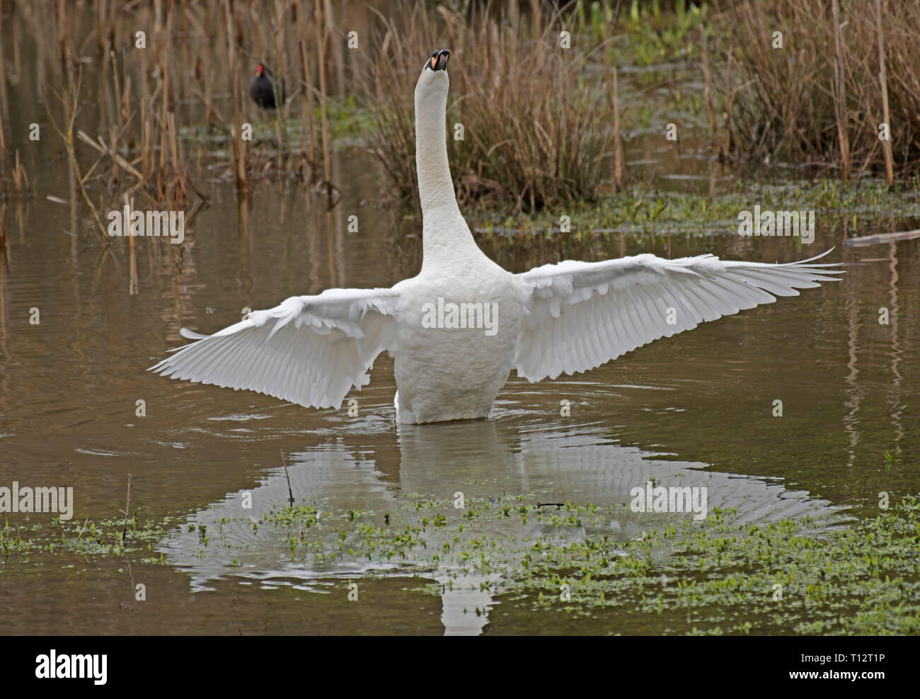 Mute, Swan, Cygnus olor Foto Stock