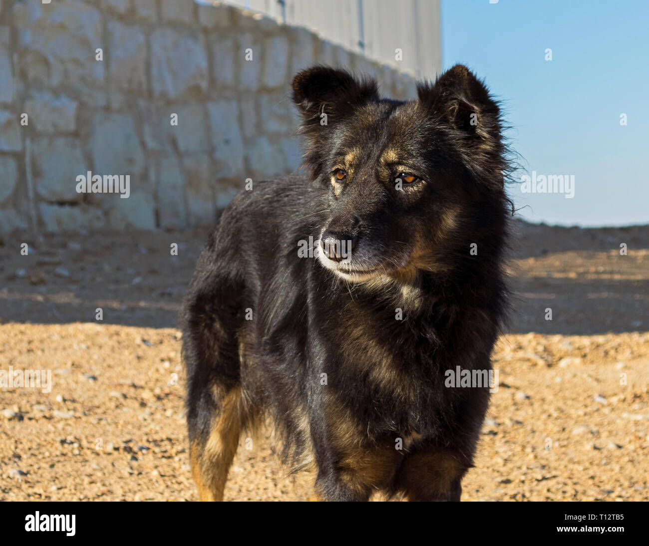 Ritratto di un avviso di razza mista cane farm su kibbutz nel Neghev in Israele Foto Stock