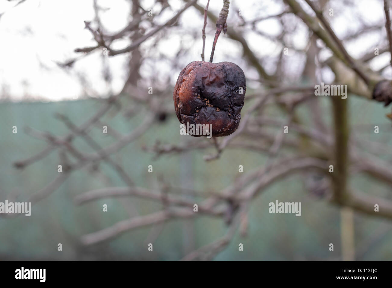 Le malattie delle piante. Monilinia fructigena. Mele infetti crescere nel  ramo di albero con i segni tipici della malattia Foto stock - Alamy
