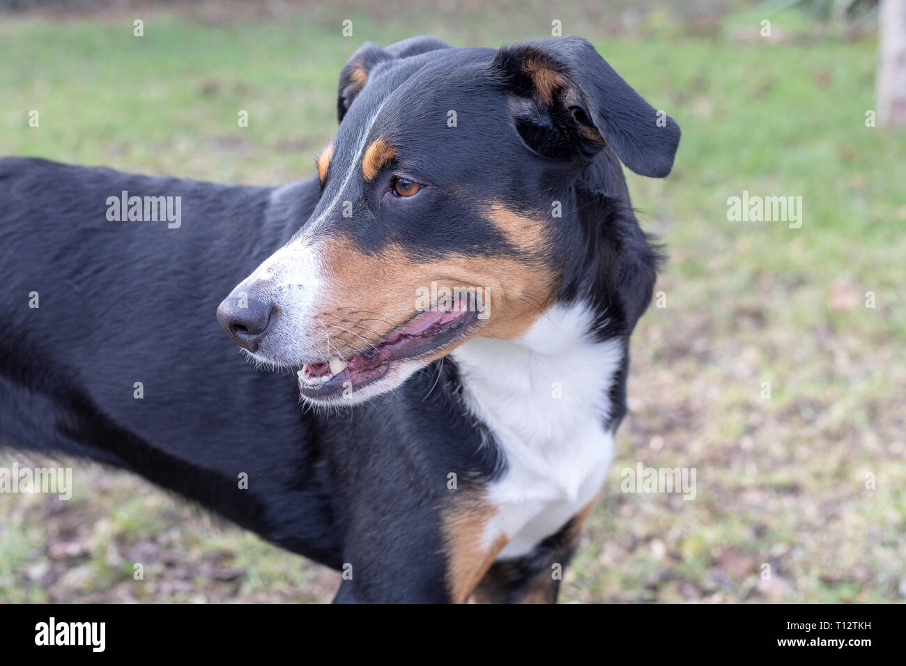 Sennenhund ppenzeller. Il cane è in piedi nel parco in inverno. Ritratto di un Appenzeller cane di montagna Foto Stock
