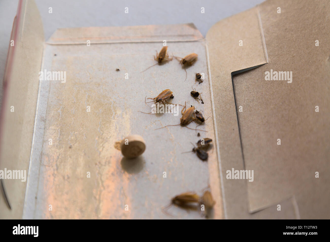 Scarafaggi a casa in un insetto trappola appiccicosa Foto Stock