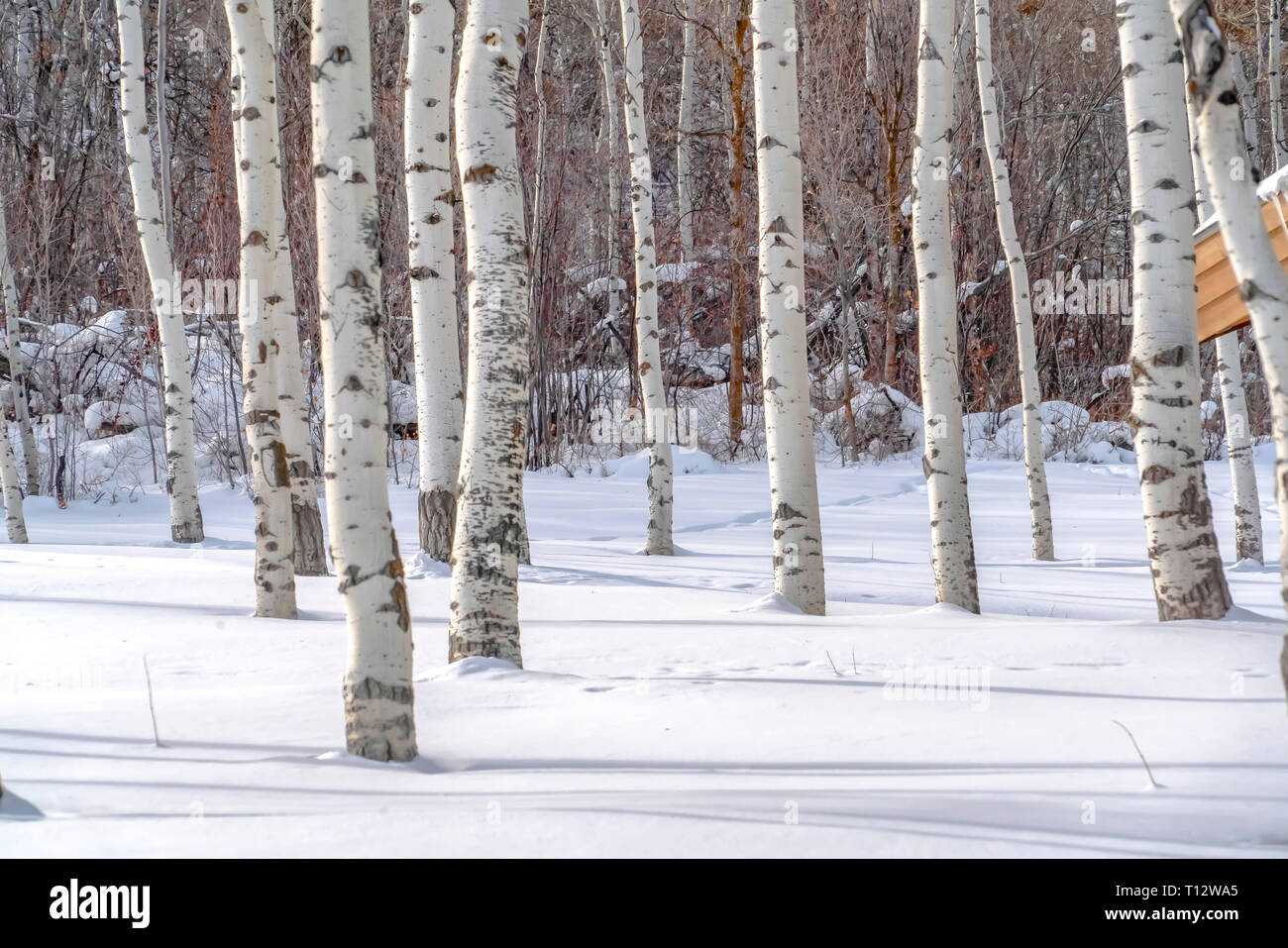 Vacilla aspens contro soleggiato neve in Park City. Tronchi di vacilla aspens con corteccia bianca e nera su una montagna nel Parco Cit. Le ombre del tr Foto Stock