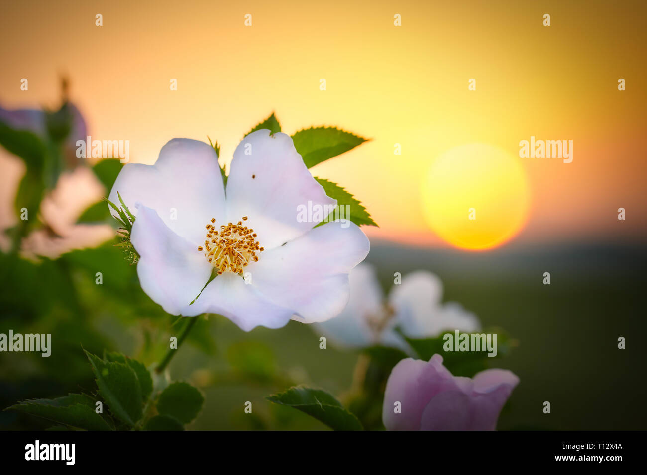 La rosa canina fiore in s la luce del tramonto di primavera Foto Stock