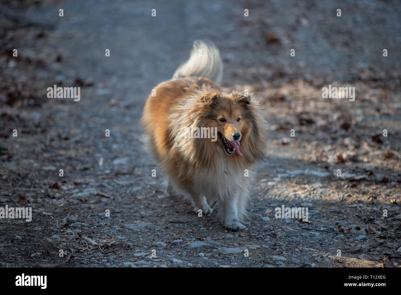 Cucciolo di cane che va a piedi gratuita Foto Stock