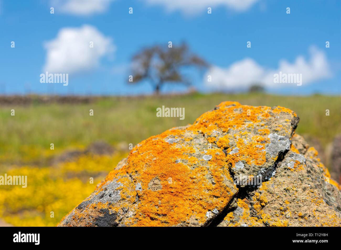 In prossimità delle rocce grigie coperte con arancia e colorato in giallo crustose lichen. Sfocare lo sfondo del paesaggio sulla collina - fiori gialli, erba verde, lone Foto Stock