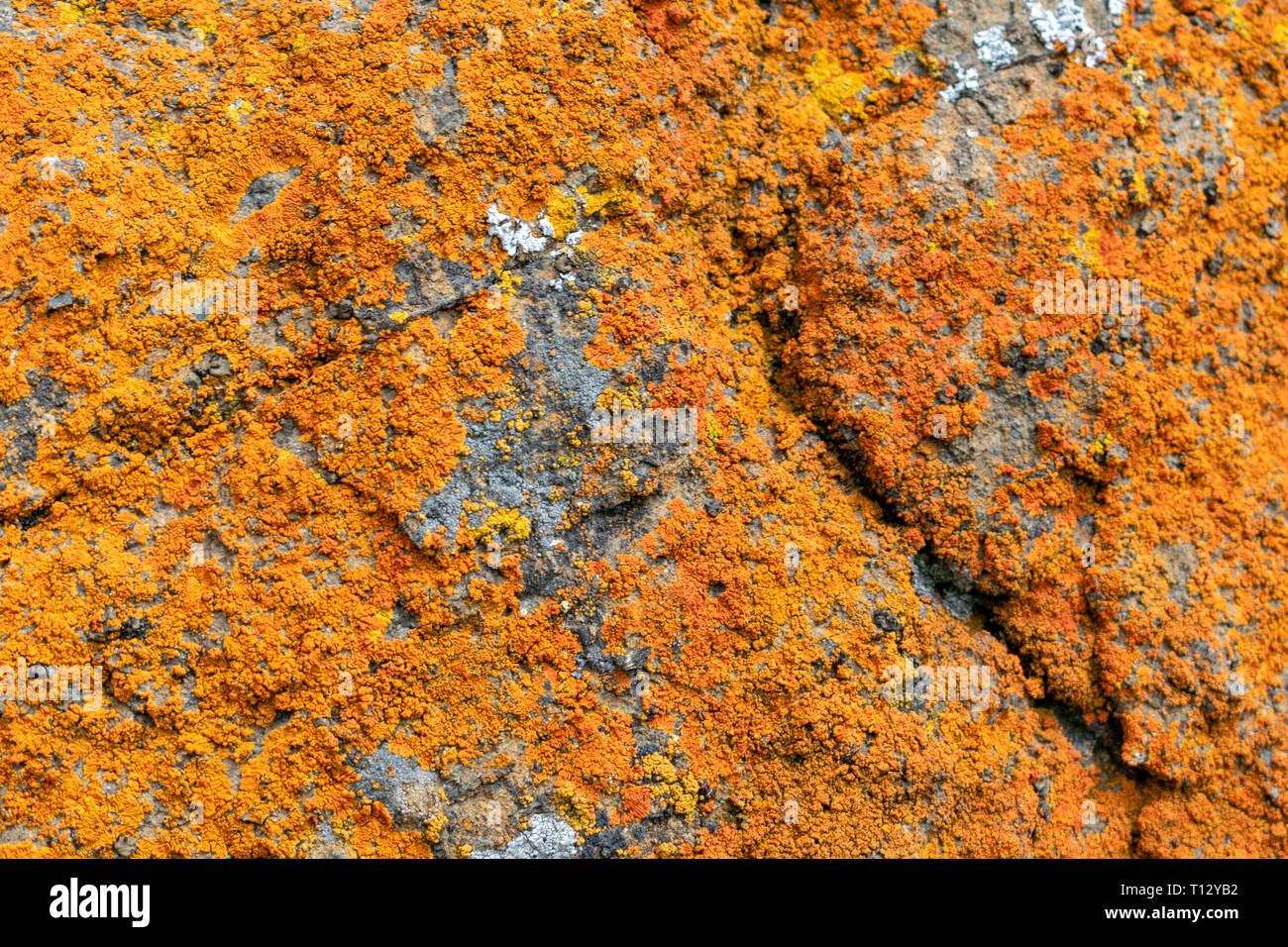 Close up. Arancio e giallo arrugginito cerchi luminosi e vibranti colori lichene crustose crosta cresce su rocce grigie. Foto Stock