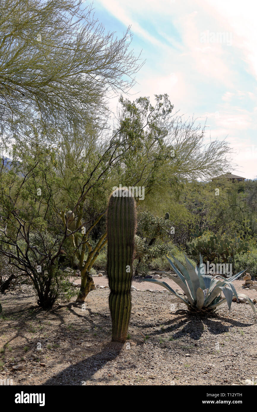 Bellissimo paesaggio con cactus e alberi in primo piano in Westward Look Wyndham Grand Resort, Tucson, Arizona. Foto Stock