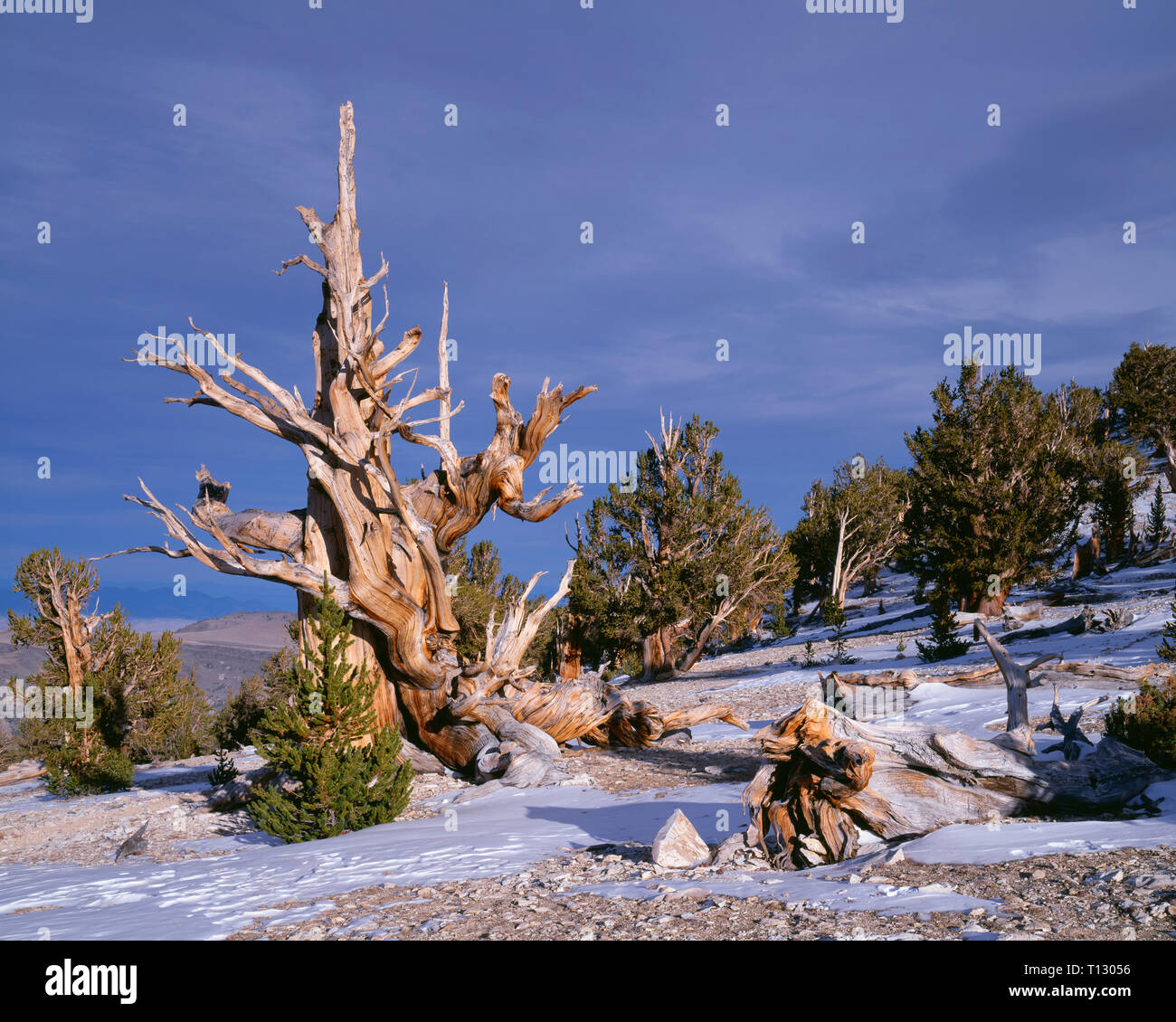 Stati Uniti, California, Inyo National Forest, Bristlecone antica pineta Area, luce della sera definisce un vecchio bristlecone pine al Patriarca Grove in t Foto Stock