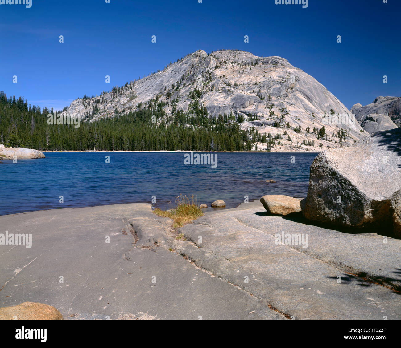 Stati Uniti d'America, in California, del Parco Nazionale Yosemite, esposto granito di Polly cupola si erge sopra il Lago Tenaya e foresta sempreverde. Foto Stock