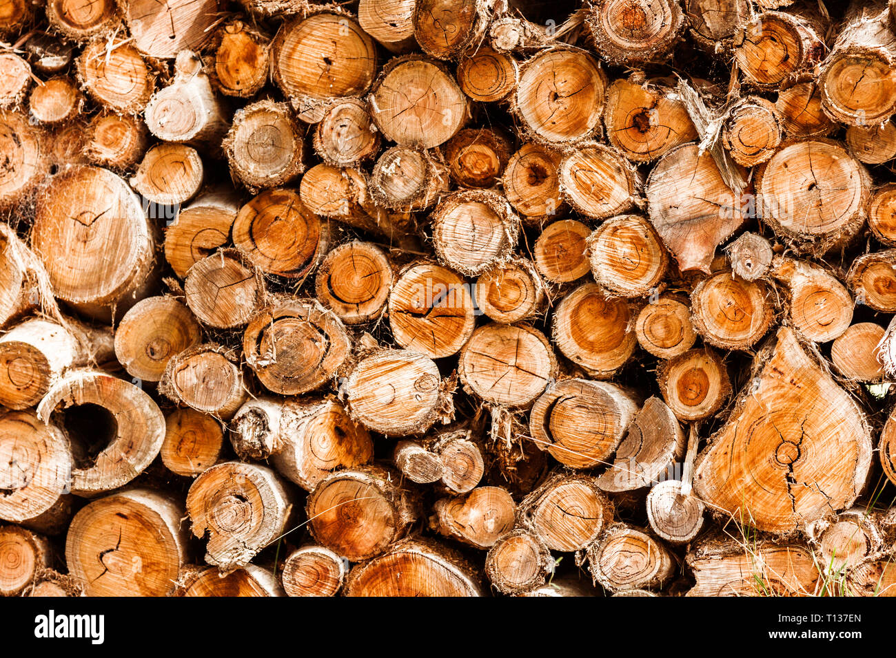 Tronchetti di legno impilate alta pronto per il camino in inverno Foto  stock - Alamy