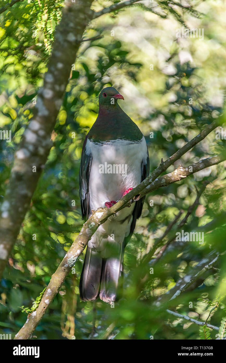 Una vista verticale di una nuova zelanda piccione o kereru su un ramo di albero. Questo è un grande uccello nativo di NZ. Foto Stock