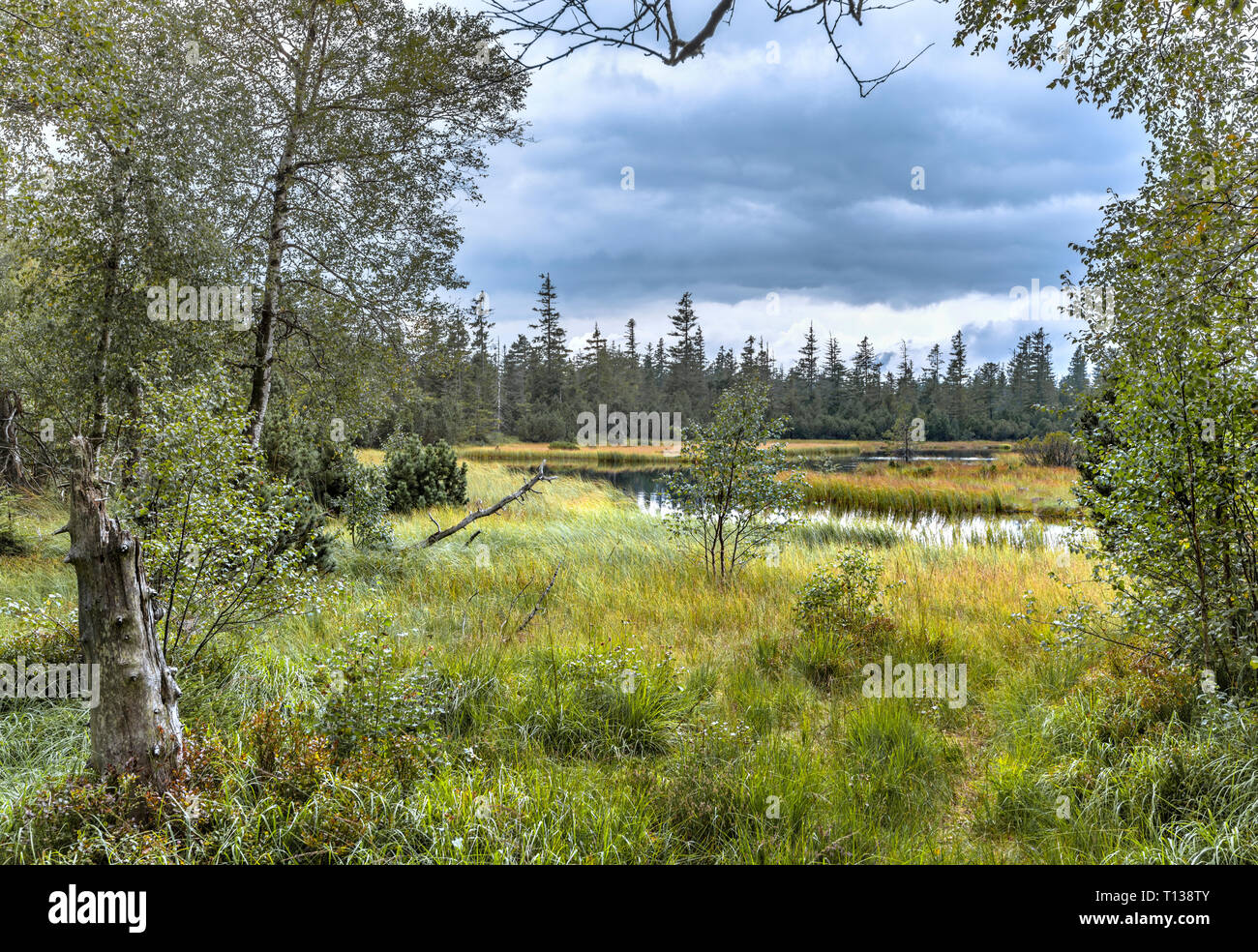 Bog lago Hohlohsee a Kaltenbronn, Centro/Nord Parco Naturale della Foresta Nera, in Germania, in territorio di Gernsbach, altopiano con moro e di foresta protetta Foto Stock