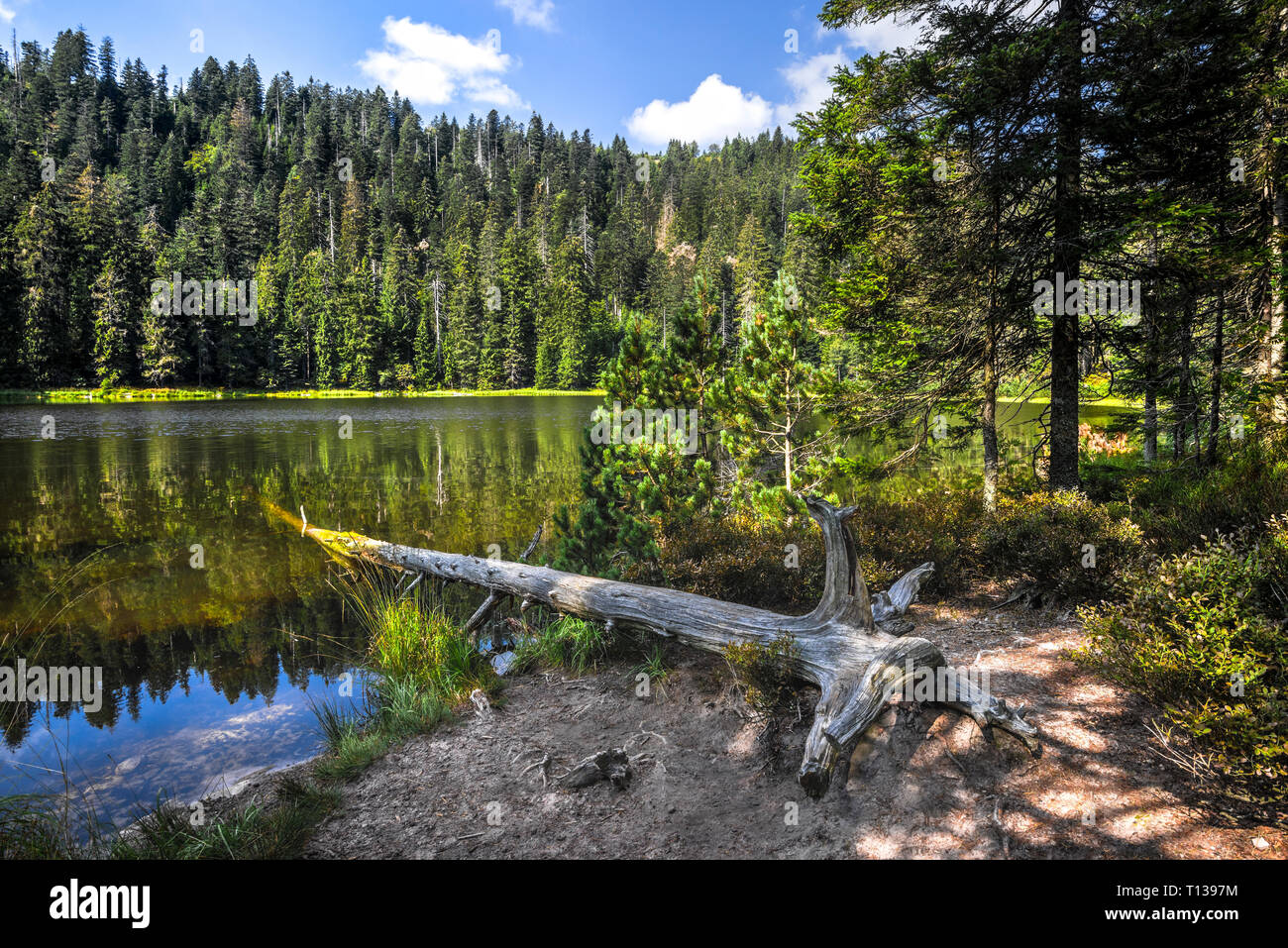 Cirque lago Wildsee vicino a Baiersbronn, parco naturale della Foresta Nera settentrionale, Germania, riserva naturale vicino distretto Ruhestein Foto Stock