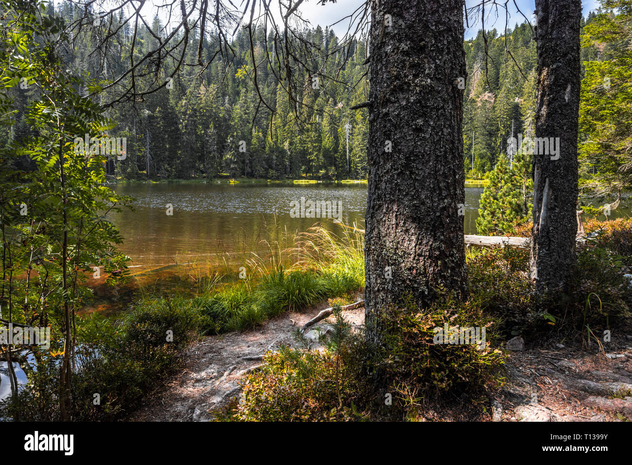 Presso la banca di montagna lago Wildsee, Foresta Nera settentrionale, Germania, distretto Baiersbronn, riserva naturale Foto Stock