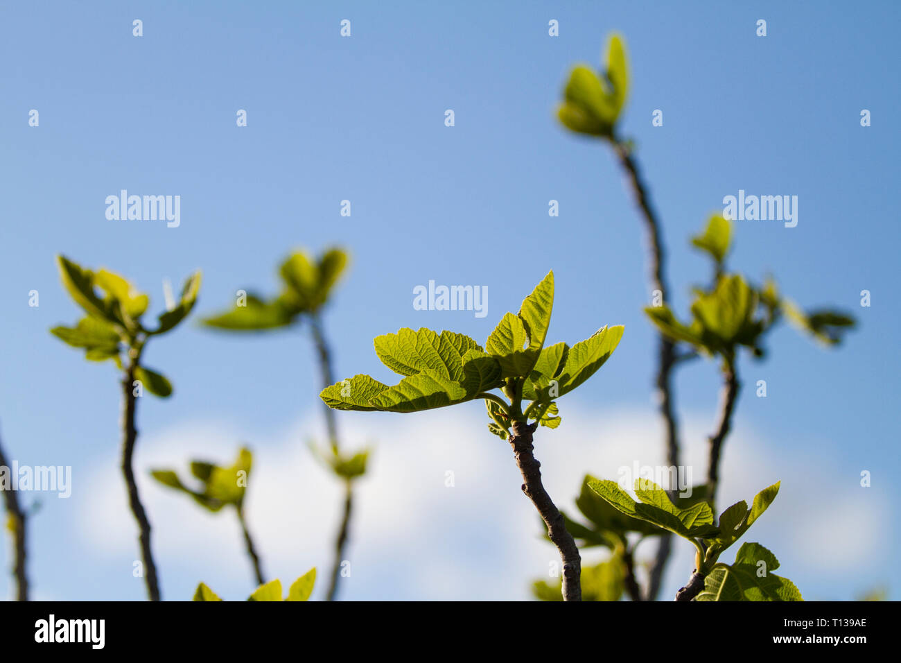 Fioriture primaverili: un fico spinge i suoi rami verso il cielo blu che mostra le prime foglie che crescono in controluce Foto Stock
