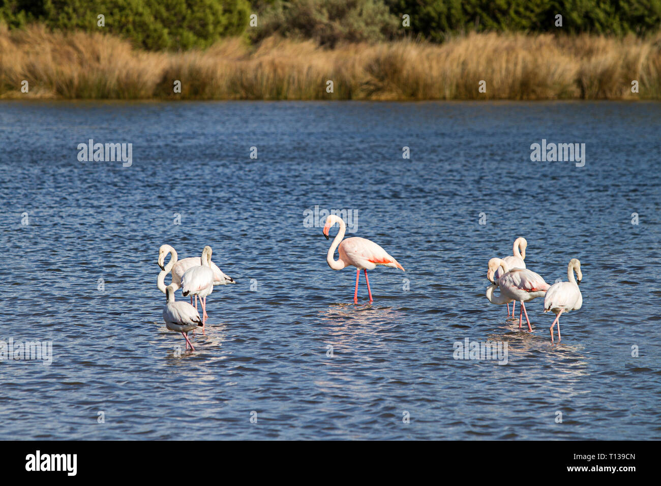 Famiglia di fenicotteri rosa con il maschio adulto nel centro e sei cuccioli intorno al laghetto nei pressi della riva del mare Budoni in Sardegna Foto Stock