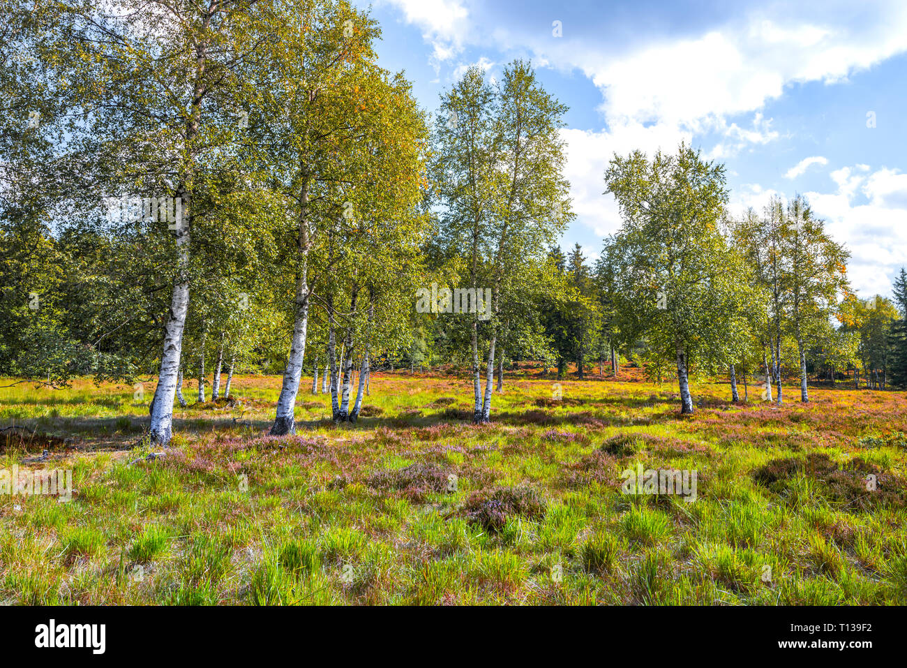 Heather paesaggio con betulle, Foresta Nera settentrionale, Germania, rilievi grinde tra Schliffkopf e Zuflucht, comunità di Oppenau Foto Stock