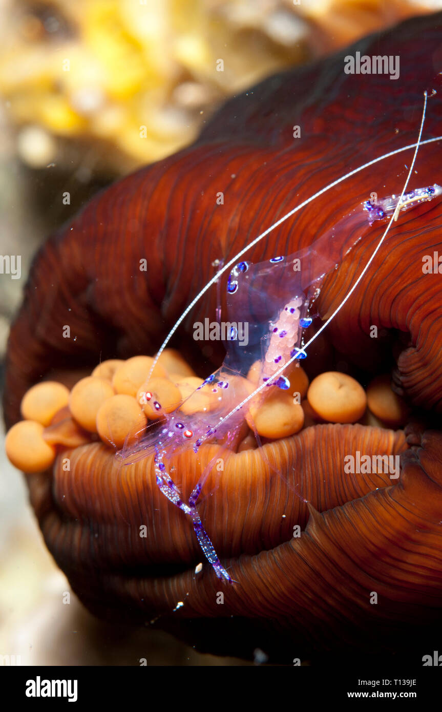 Sarasvati Anemone Shrimp, Periclimenes sarasvati, in Magnificent Sea Anemone, Heteractis magnifica, Tanjung Slope sito di immersione, Lembeh Straits, Sulawesi Foto Stock