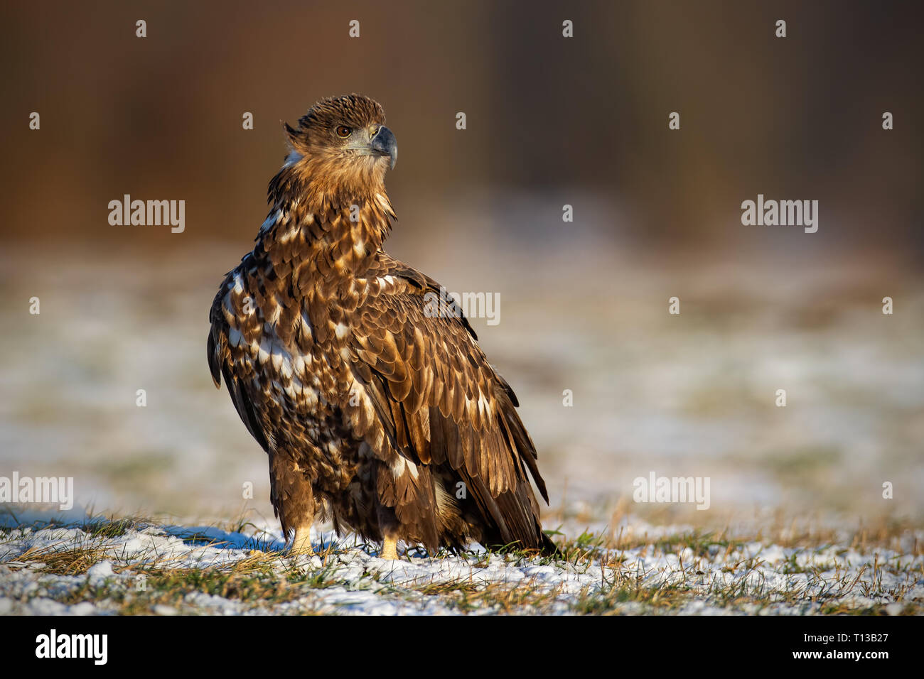 I capretti bianco-tailed eagle, Haliaeetus albicilla, in inverno, seduta su una coperta di neve la terra. Foto Stock