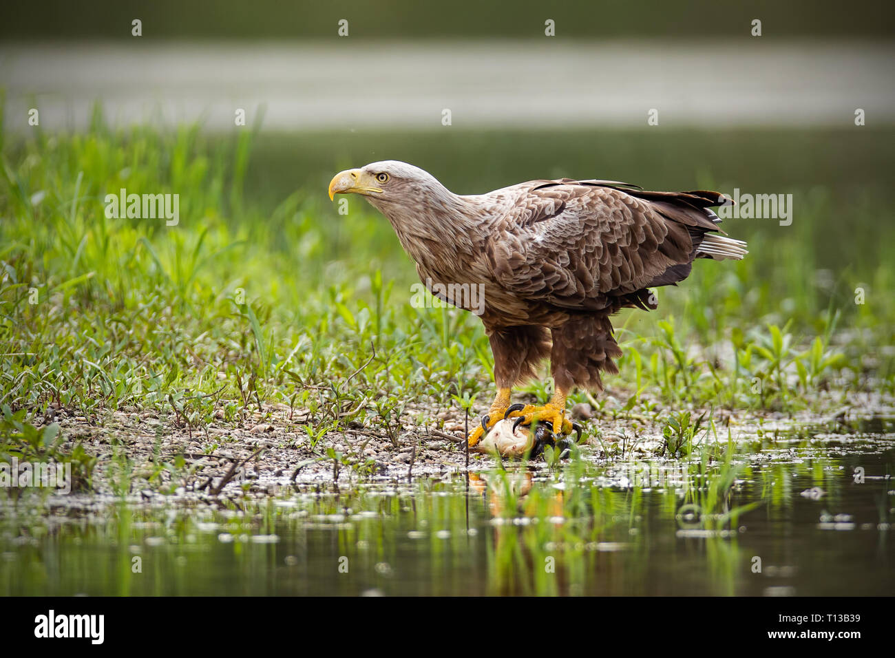 Adulto bianco-tailed eagle, Haliaeetus albicilla, in estate seduto su di una banca. Foto Stock