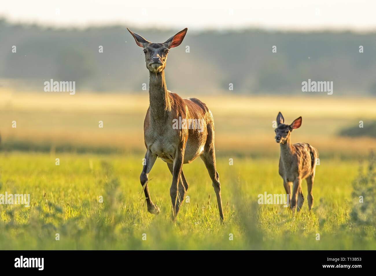 Red Deer hind con piedi di vitello al tramonto. Foto Stock