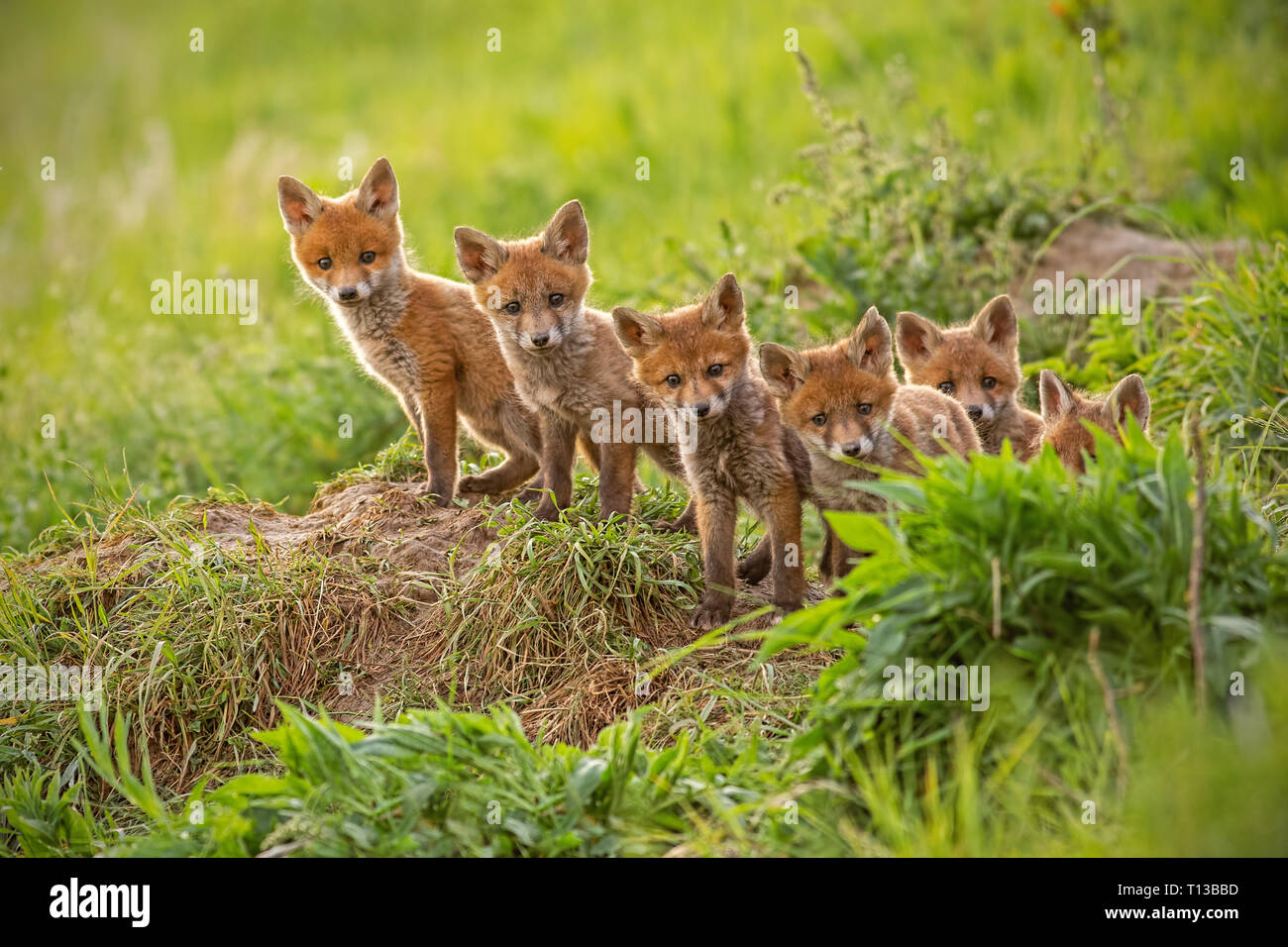 Red Fox, vulpes vulpes, piccoli cuccioli di giovani vicino a den curiosamente weatching intorno Foto Stock