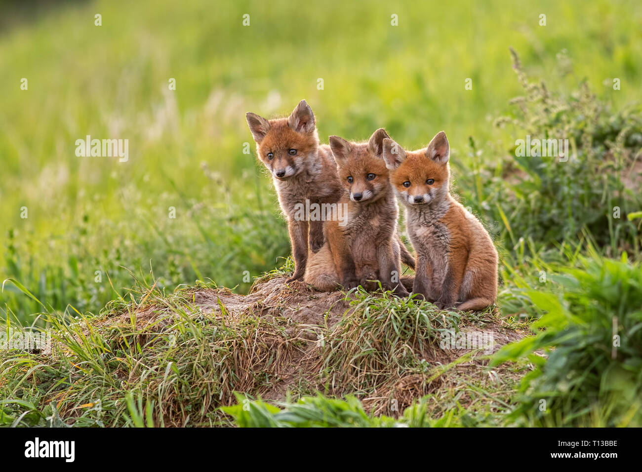 Red Fox, vulpes vulpes, piccoli cuccioli di giovani vicino a den curiosamente weatching intorno Foto Stock